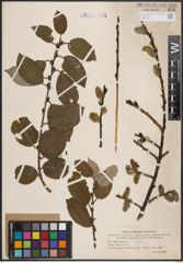 Foto von Salix caprea L.